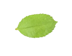Leaf